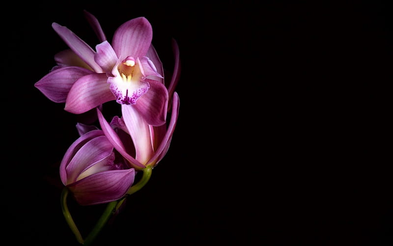 Pink orchids, background, orchid, flower, black, pink, HD wallpaper