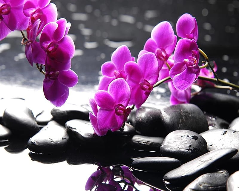 Beibehang Custom Phalaenopsis Orchid Purple Stone Mood Spa Beauty Club Murals Home Decoration Background 3D - - AliExpress, Black and Purple Orchid, HD wallpaper