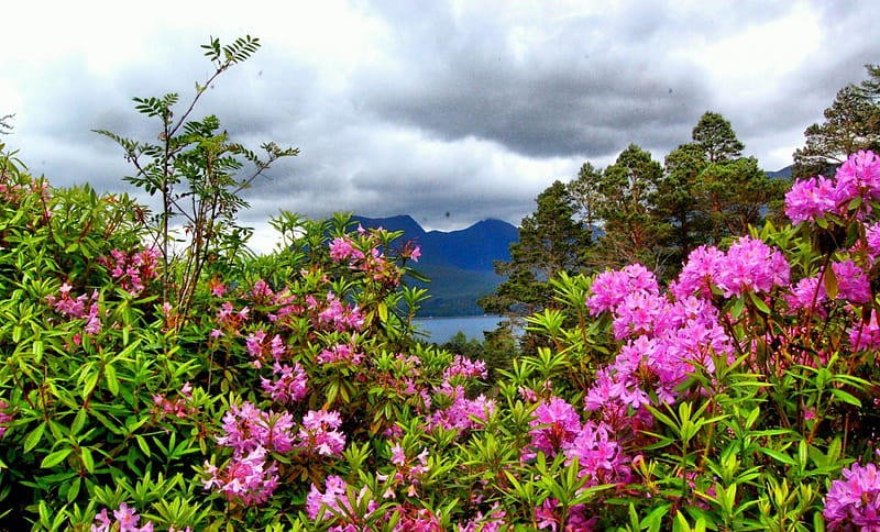 Blooming Rhododendrons, Rhododendrons, pink green, mountains, flowers, bonito, trees, clouds, lake, HD wallpaper