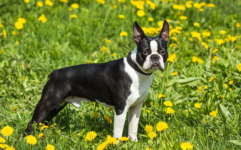 Boston Terrier black white dog, little cute dog, pets, American breeds of dogs, HD wallpaper