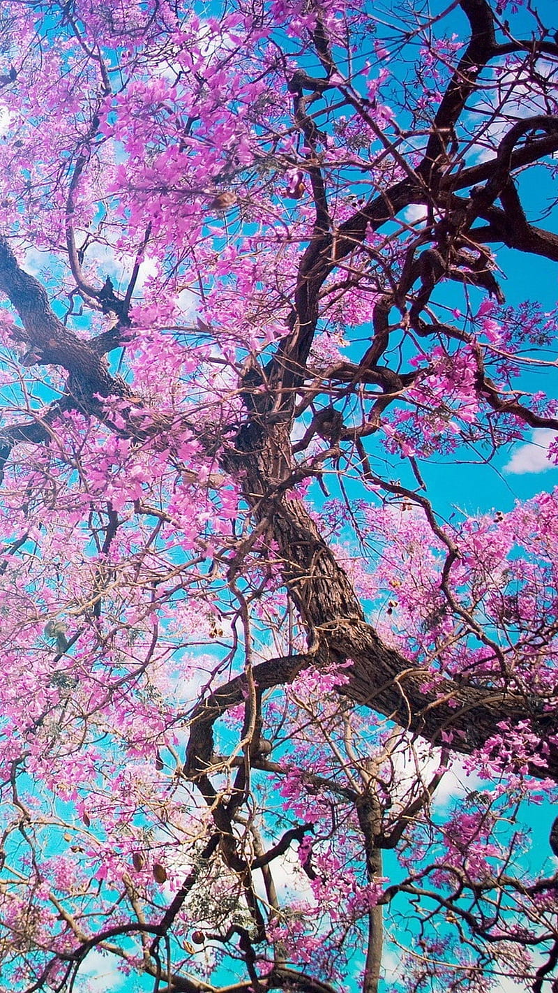 árbol de flor de cerezo, flor de cerezo, flor, ramas, cielo, Fondo de  pantalla de teléfono HD | Peakpx