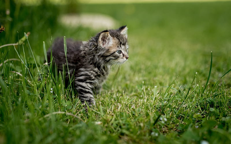 American shorthair cat, gray tabby cat, green grass, pets, small cats, HD wallpaper