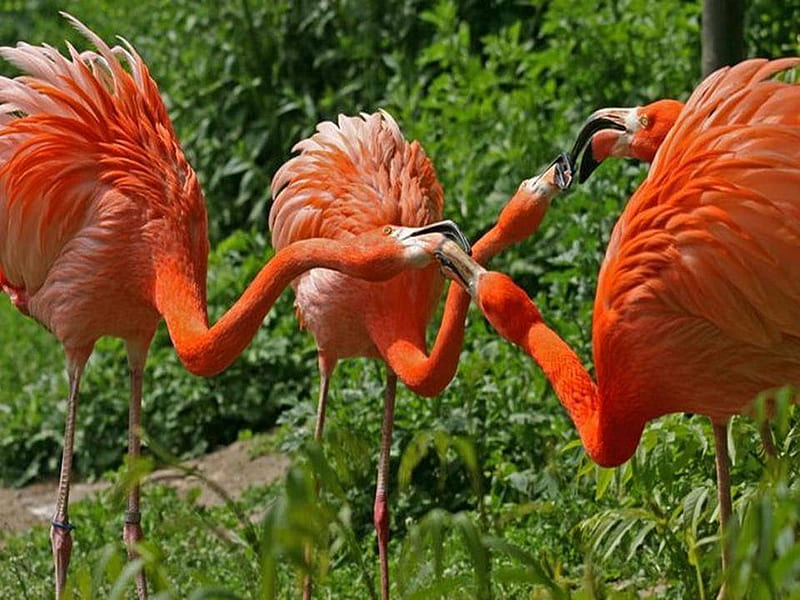 Morning discussion, birds, pink, beaks, orange, HD wallpaper