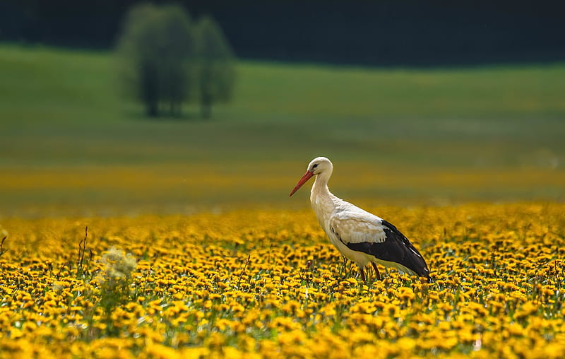 Birds, Stork, Bird, Depth Of Field, Summer, Wildlife, Yellow Flower, HD wallpaper