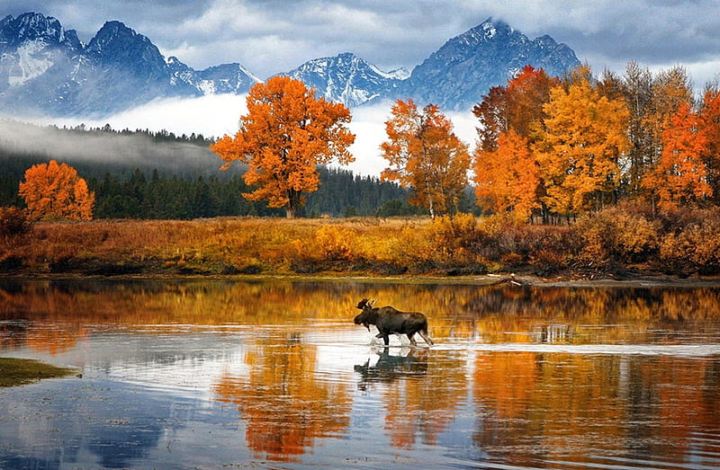 Wyoming Glen Chut, autumn, leaves, moose, tetons, river, reflection, trees, HD wallpaper