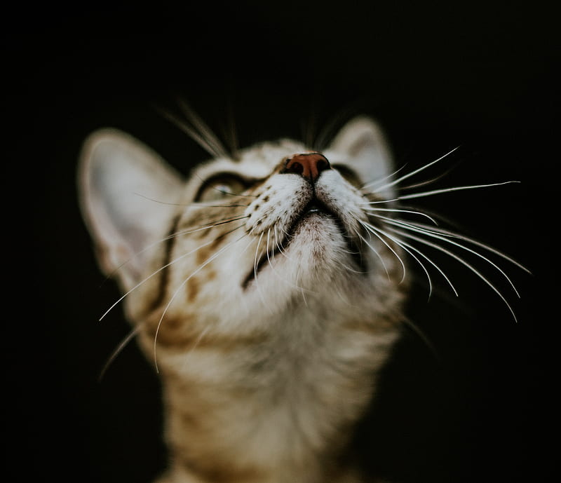 kitten, cat, nose, muzzle, blur, HD wallpaper