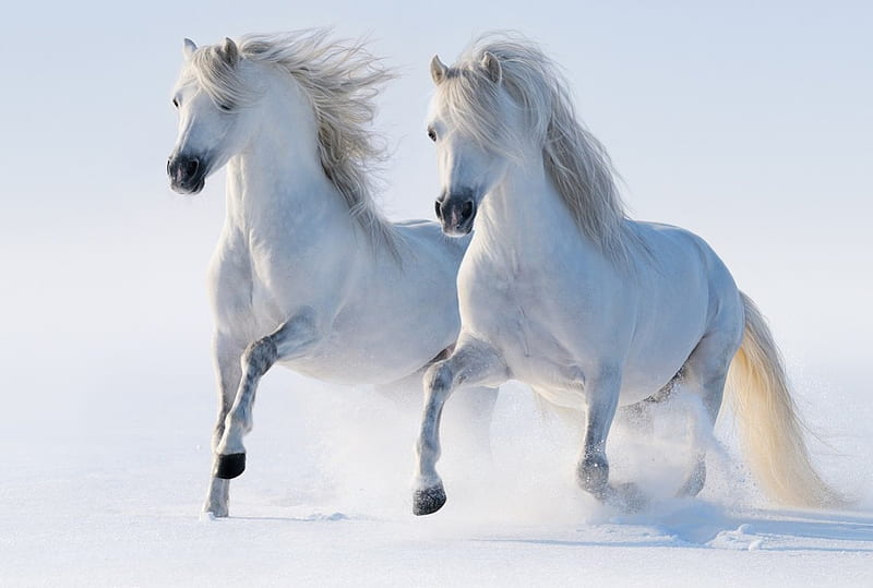 Wild horses, galloping, horse, winter, cold, duo, snow, pony, awesome, white, animals, HD wallpaper