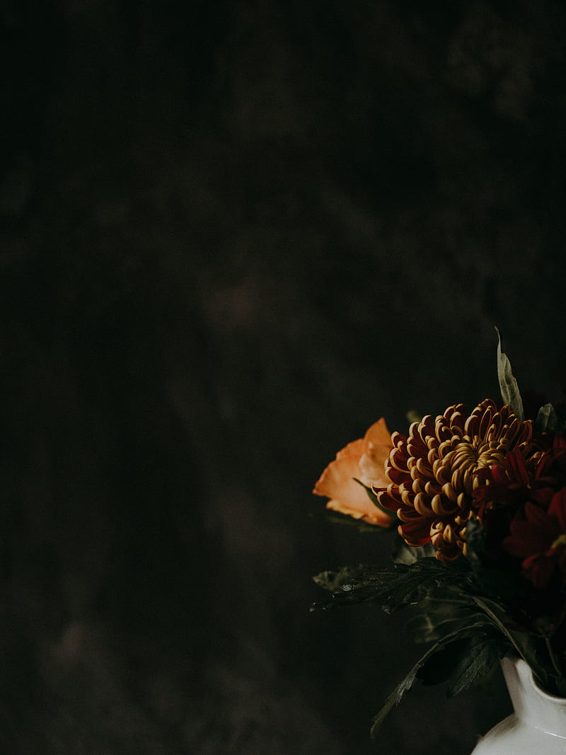 chrysanthemum, flower, brown, dark, HD phone wallpaper