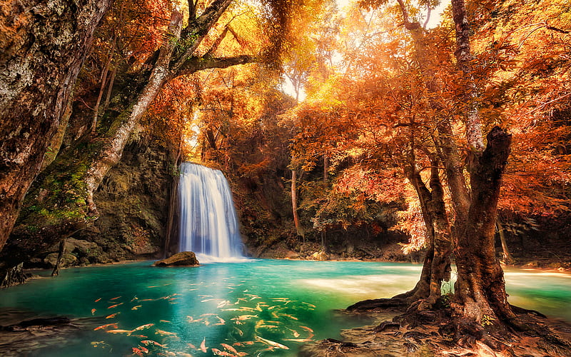 Thailand, autumn, forest, waterfall, Thai nature, Asia, beautiful nature, koi carp, HD wallpaper