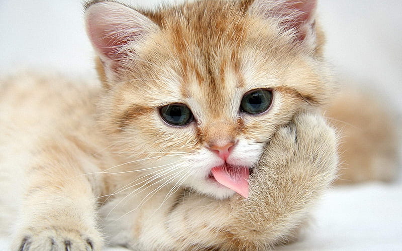 Cute Kitty, cat, tongue, kitty, animal, HD wallpaper