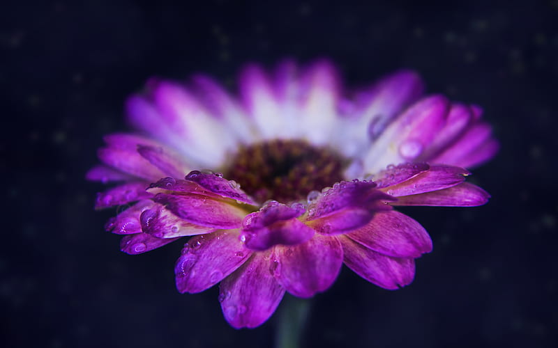 Gerbera dew, violet flowers, bokeh, violet gerbera, HD wallpaper