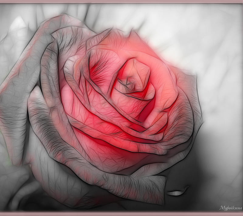 rose is red, flowers, korea, love, mom, HD wallpaper