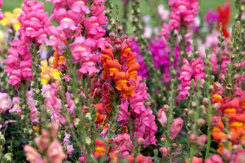 Mixed Snapdragons, Large Flowers, Napdragons, Nature, Mixed, Summer Slowers, HD wallpaper