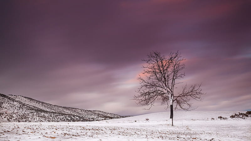 fantastic lavender sky in winter, hills, tree, lavender, sky, meadow, winter, HD wallpaper