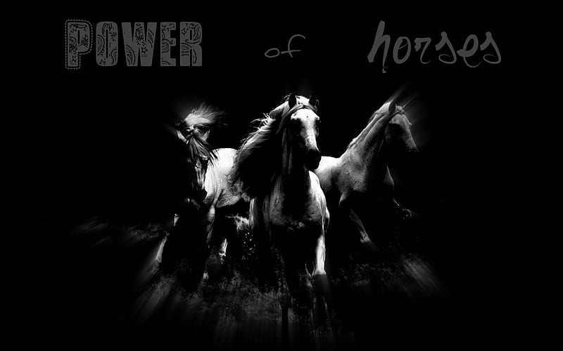 Power of Horses-Amazing Horse theme, HD wallpaper