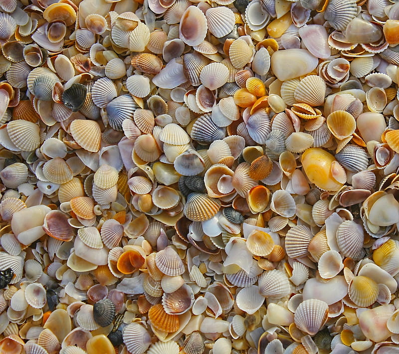 Beach Shells, ocean, sea, shell, HD wallpaper