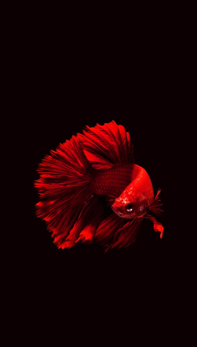 Betta Fish, animal, apple, betta, fish ocean, pet, red, sea, water, HD  phone wallpaper | Peakpx