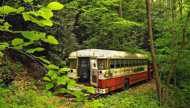 old bus becoming a part of nature, forest, opening, neglected, bus, HD wallpaper