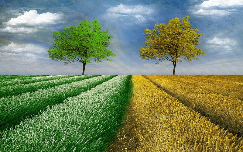 Separate views, art, nature, fields, trees, style, HD wallpaper