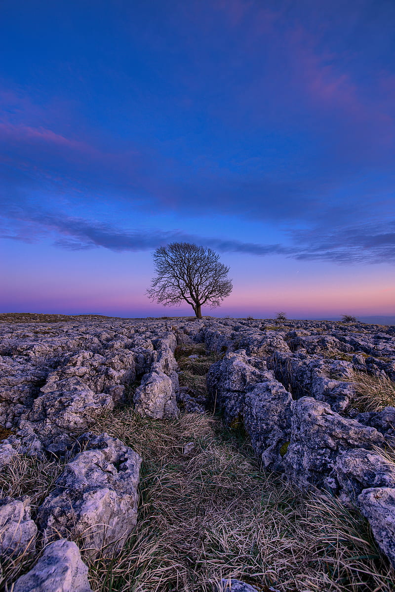 tree, dawn, stones, sky, HD phone wallpaper