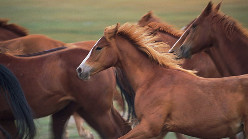 Focusing On One, brown horses, wildlife, nature, pets, animals, wild horses, HD wallpaper