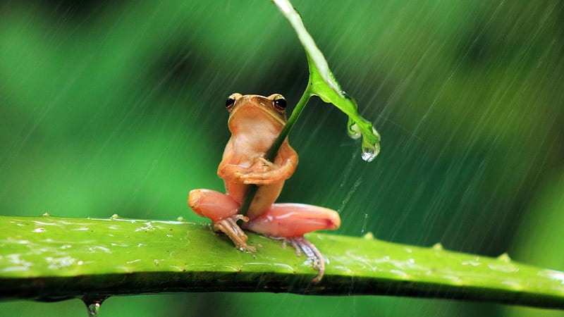 rd frog is sitting on aloevera holding leaf in the rain animals, HD wallpaper