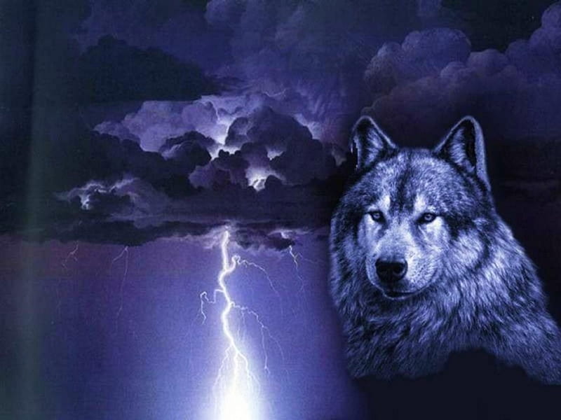 Night Wolf, predator, lightning, reflection, wolves, mystic, HD wallpaper