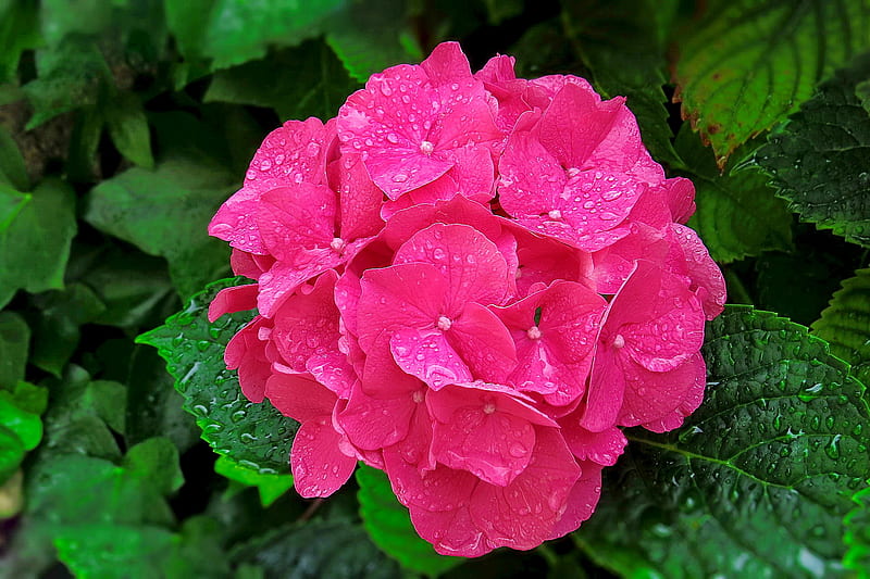 Hortensia rosa, rosas, flores, verano, hortensias, jardín, bonitas, Fondo  de pantalla HD | Peakpx