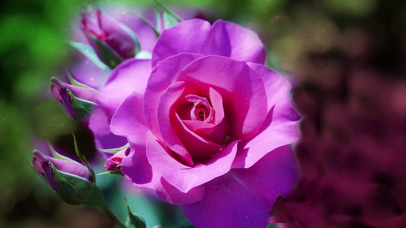 Pink Rose, beauty, flowers, nature, HD wallpaper | Peakpx
