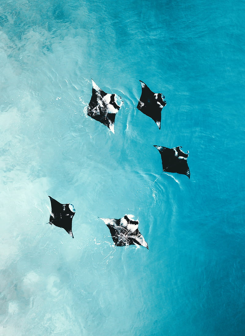 Manta, , bird eye maldives, cool, manta ray, ocean, graphy, sea, seefromthesky, HD phone wallpaper