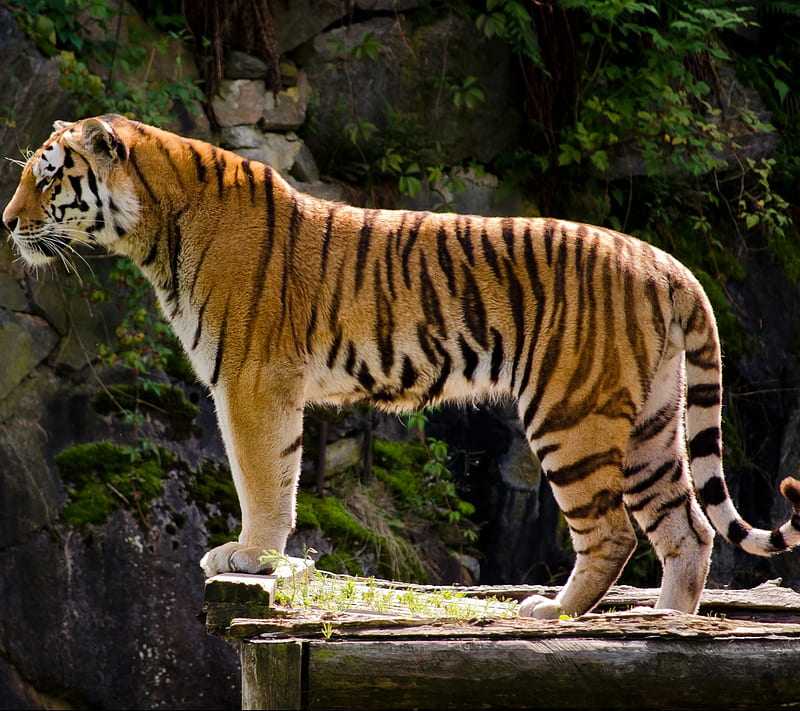 Beautiful Tiger, 2160x1920, HD wallpaper | Peakpx