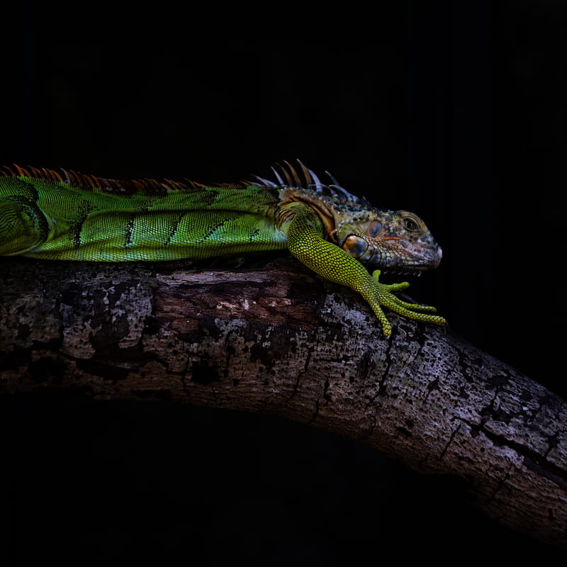 iguana, lizard, green, reptile, HD phone wallpaper