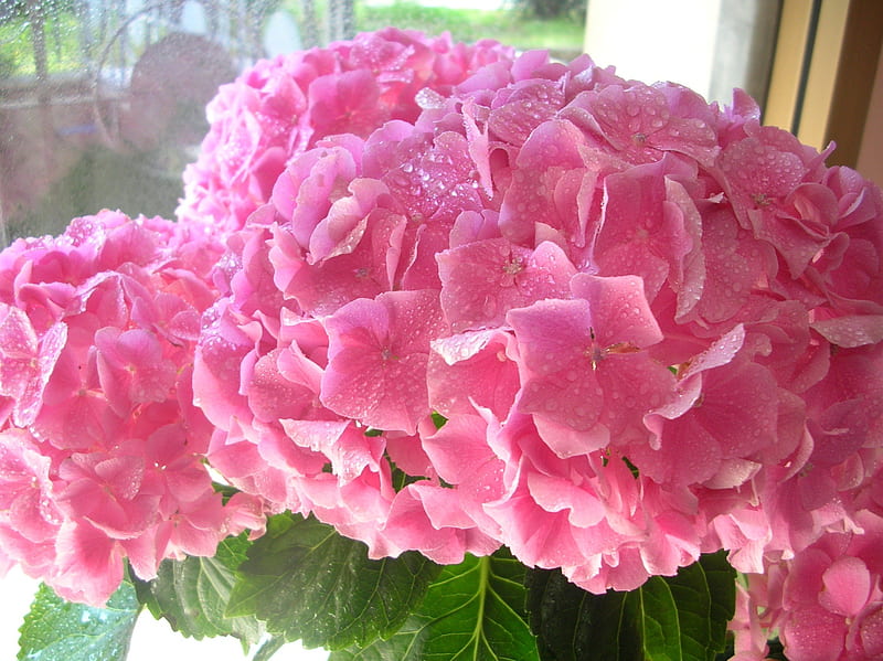 Hortensia rosa, flor, hortensia, verde, rosa, Fondo de pantalla HD | Peakpx