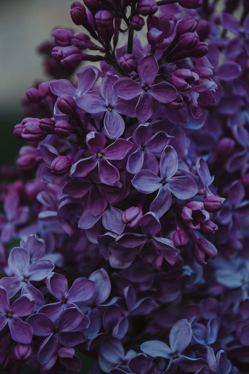 Close-up of Purple Lilac Flowers, HD phone wallpaper