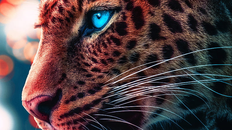 cheetah eyes tumblr