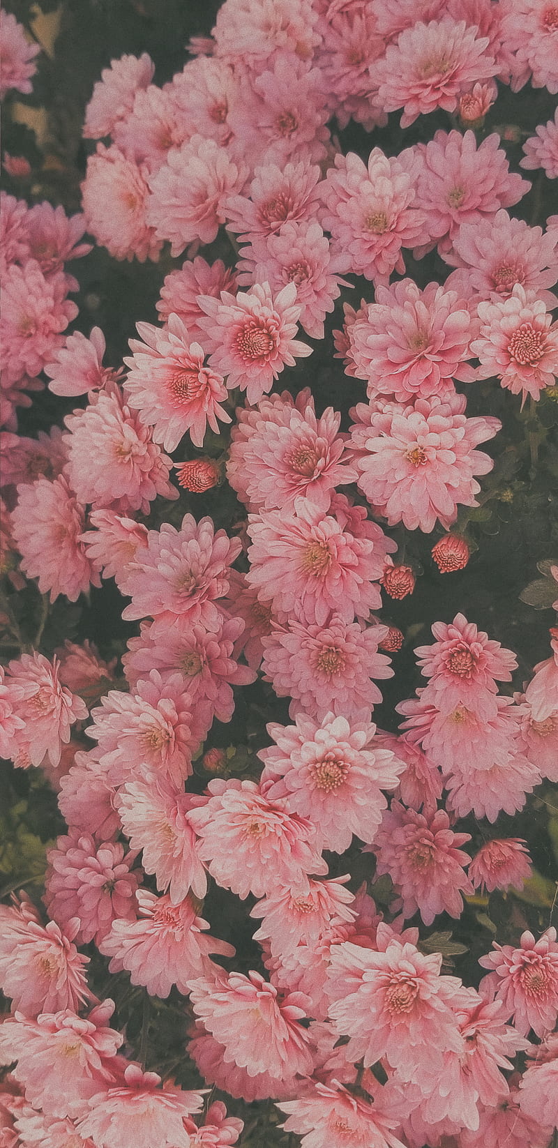 flowers, nature, plants, petals, pink flowers, HD phone wallpaper