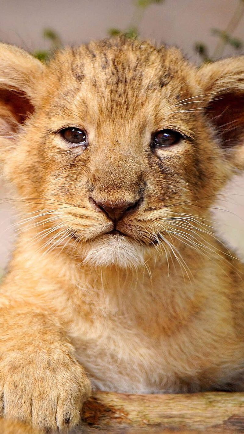 Baby Lion, animals, cub, cute, HD phone wallpaper | Peakpx