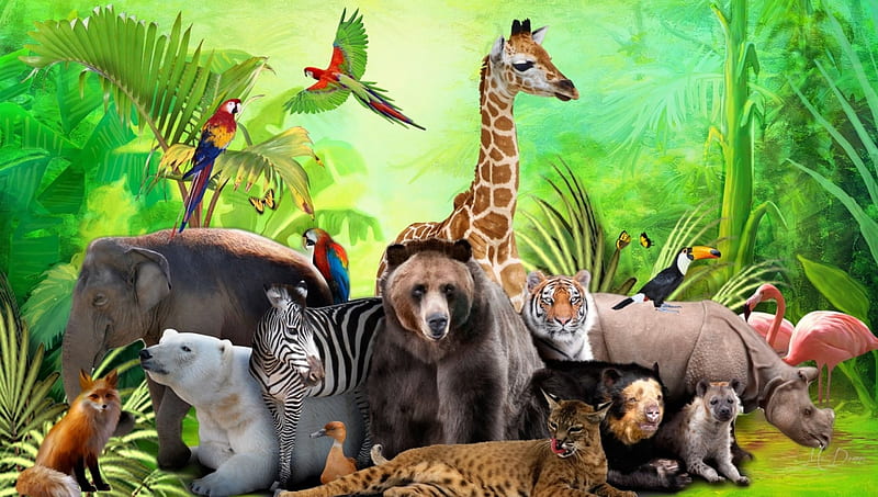 Wild Animals, bear, birds, zoo, fox, hippo, jungle, giraffe, zebra, Firefox  Persona theme, HD wallpaper | Peakpx