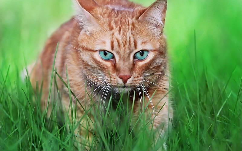ginger cat, art, green grass, pets, American Bobtail, cute animals, cats, breed of domestic cat, HD wallpaper