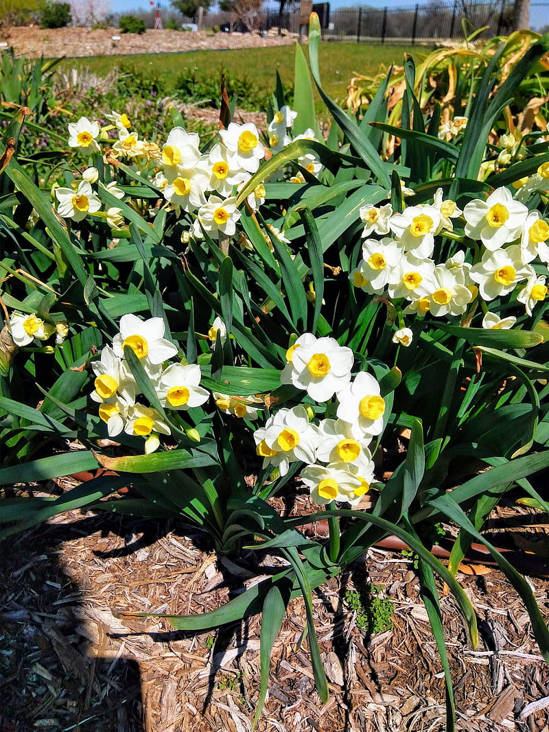 Daffodils, floral, flowers, nature, spring, white, yellow, HD mobile