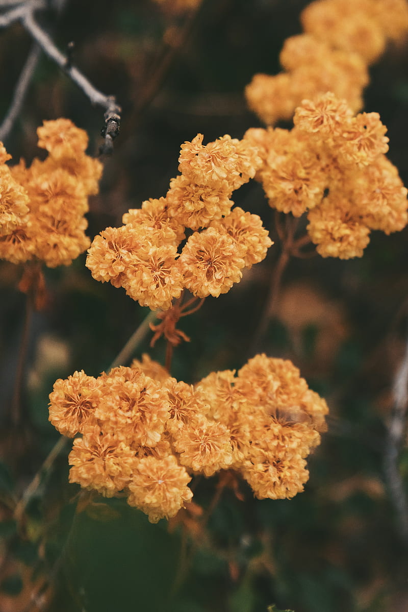 dried flowers, flowers, autumn, dry, HD phone wallpaper