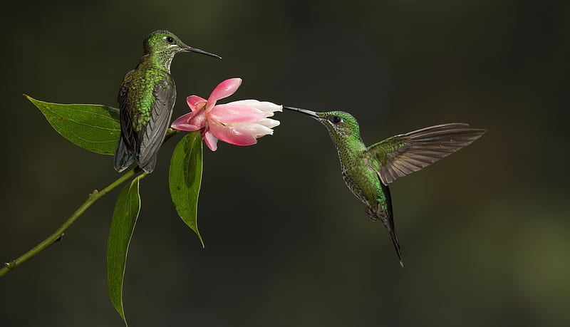 1080P Descarga gratis | Colibrí, verde, pájaro, flor, pasari, colibri