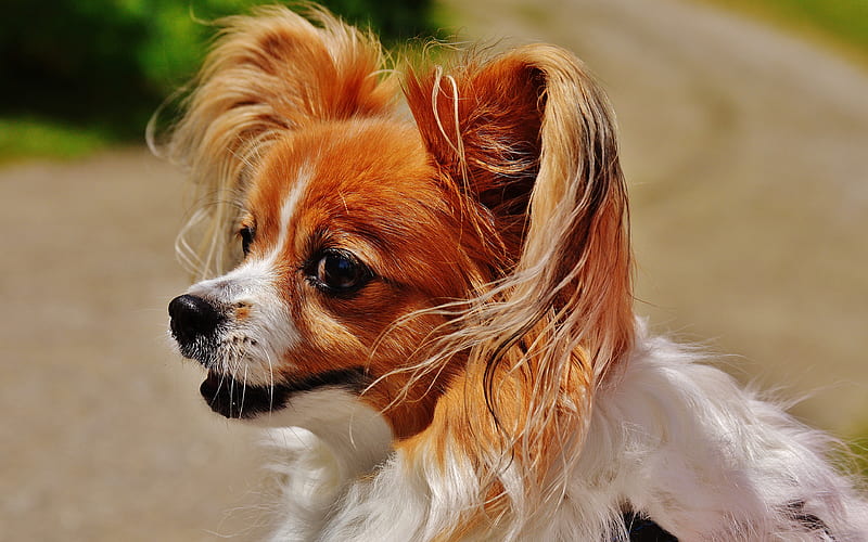 Cavalier King Charles Spaniel dogs, cute animals, spaniel, HD wallpaper