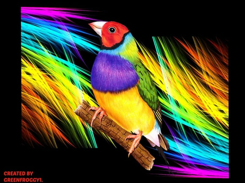 GOULDIAN FINCH ABSTRACT, GOULDIAN, CREATION, FINCH, ABSTRACT, HD wallpaper