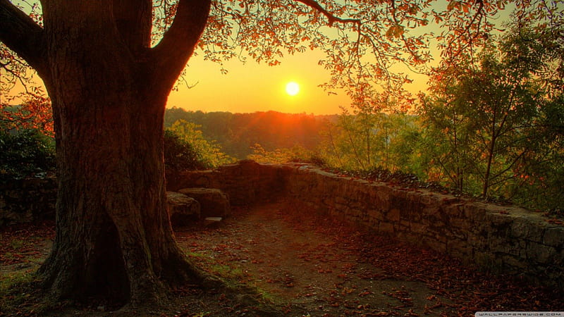 Sunny autumn day, fall, autumn, dawn sunset, park, tree nature, sunrise, field, scene, landscape, HD wallpaper