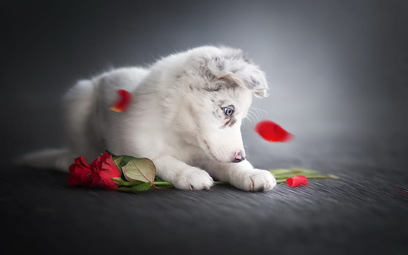 white puppy, aussie, cute little dog, Australian Shepherd, roses, pets, dogs, HD wallpaper