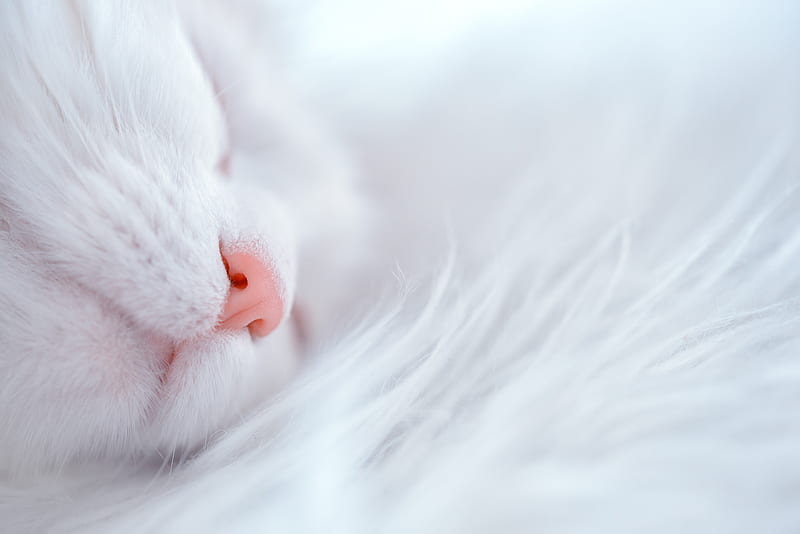 cat, white, sleep, face, nose, HD wallpaper