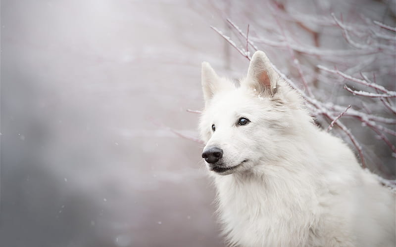 Berger Blanc Suisse, white fluffy dog, White Swiss Shepherd, snow, winter, HD wallpaper