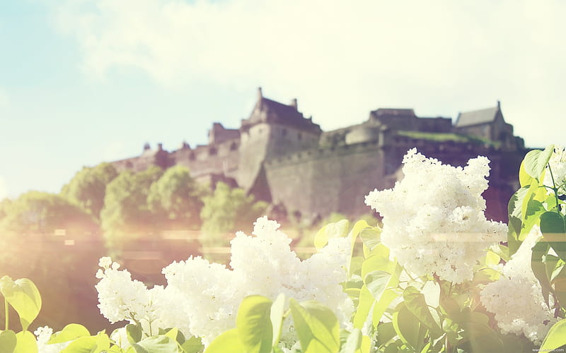 Small white flowers in front of Edinburgh Castle-Fresh and natural flowers, HD wallpaper