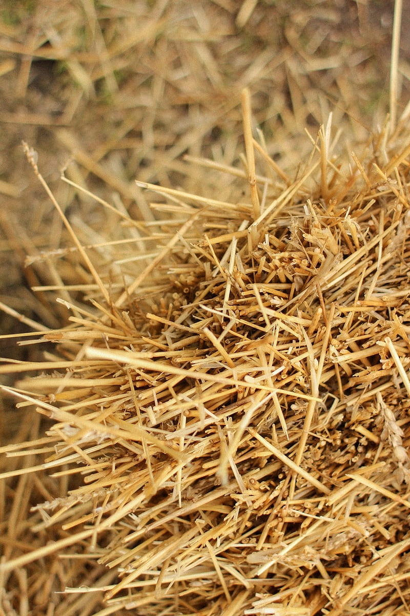 brown dried grass in close up graphy, HD phone wallpaper